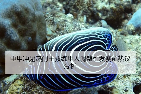 中甲冲超热门主教练用人调整引发赛前热议分析